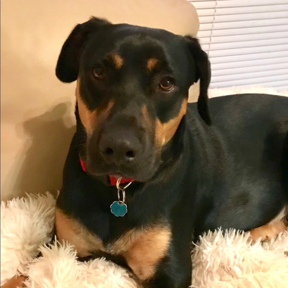 Allergy Alert! There’s a dog in this house! - Picture 6 of 8